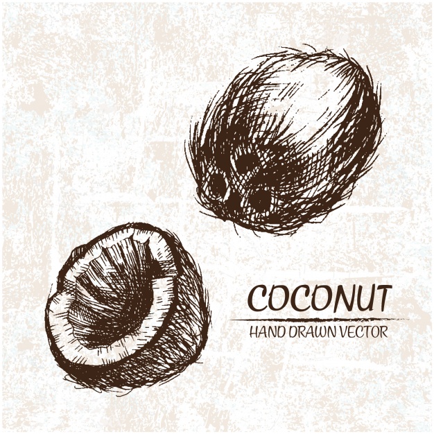 626x626 Hand Drawn Coconuts Design Vector Free Download - Coconut Sketch