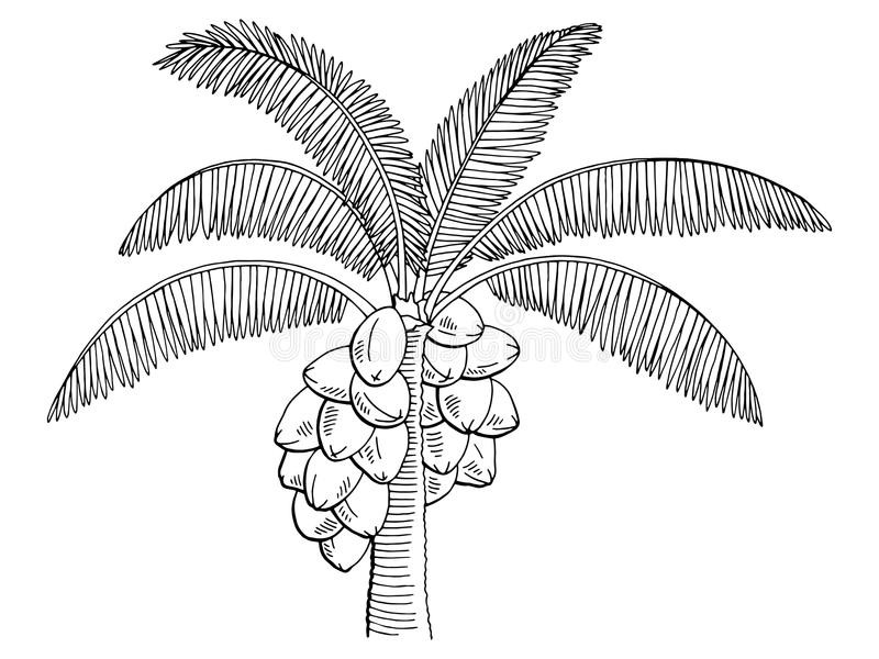 800x600 How To Draw A Palm Tree Silhouette Coconut Palm Tree Graphic Black - Coconut Sketch