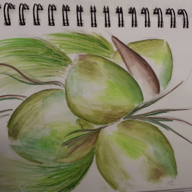 640x640 More Coconut Sketches - Coconut Sketch