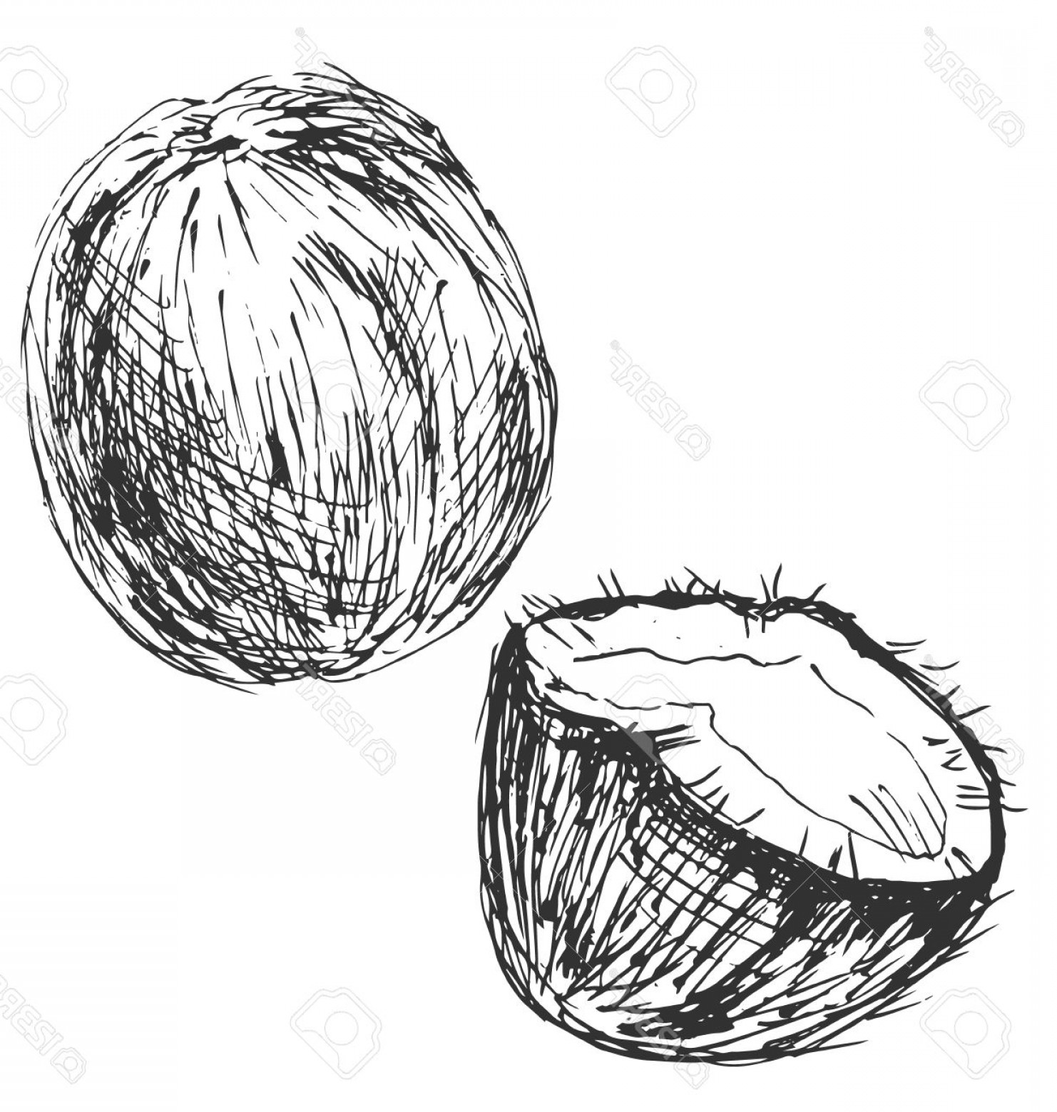 1482x1560 Photostock Vector Hand Sketch Coconuts Vector Illustration - Coconut Sketch