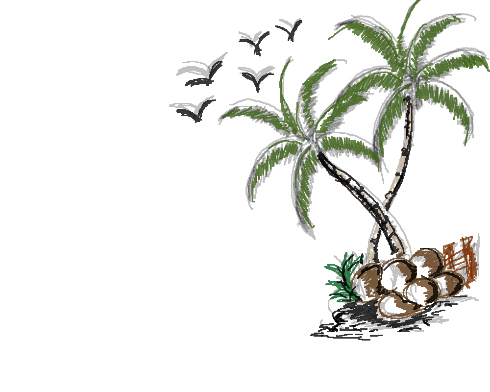 1000x800 Sketch Of A Coconut Tree Sketch Of A Coconut Tree Drawing Of - Coconut Sketch