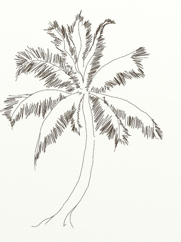 600x800 Visible Pure How To Draw A Coconut Tree - Coconut Sketch