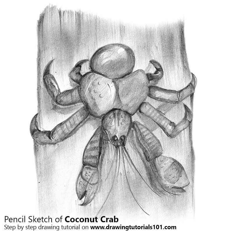 800x800 Coconut Crab Pencil Drawing - Coconut Sketch