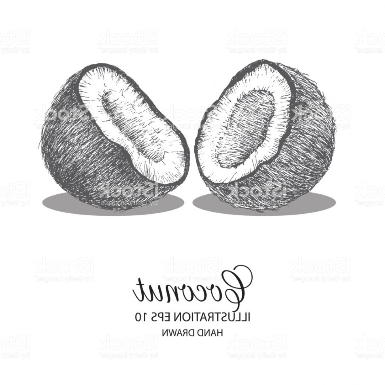 1228x1228 Coconut Hand Drawn Illustration By Ink And Pen Sketch Gm Geekchicpro - Coconut Sketch