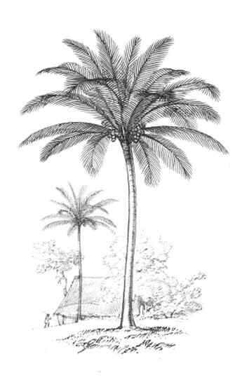 345x552 Coconut Tree - Coconut Tree Sketch