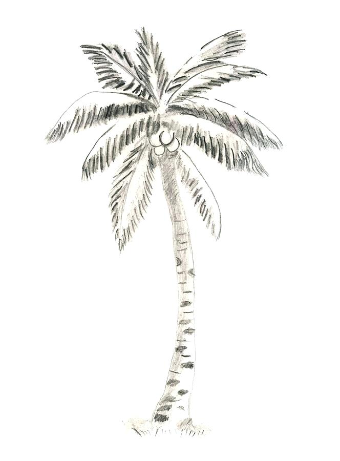 664x900 Drawn Beach Coconut Tree - Coconut Tree Sketch