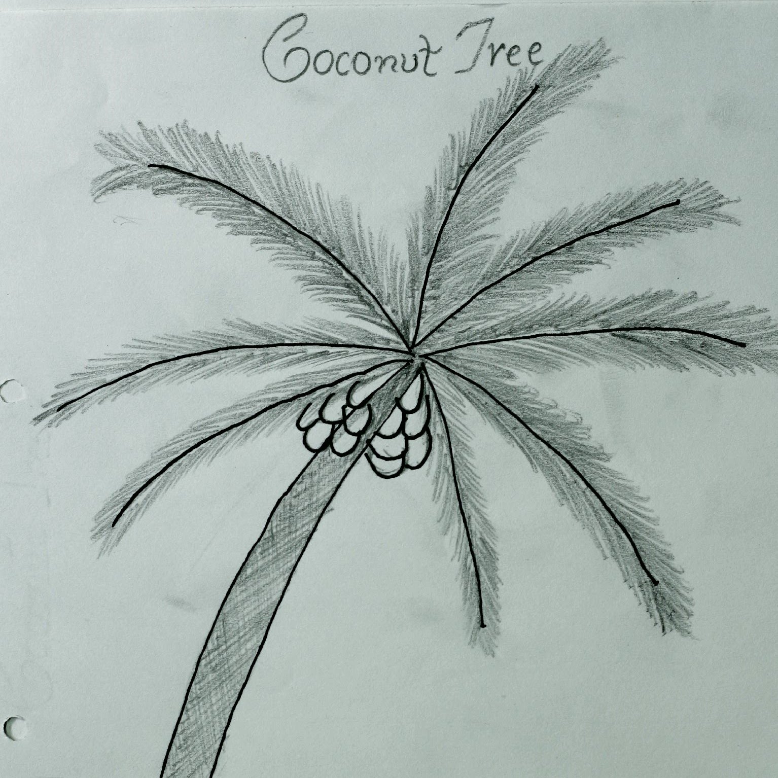 1534x1534 How To Draw Coconut Tree !! - Coconut Tree Sketch