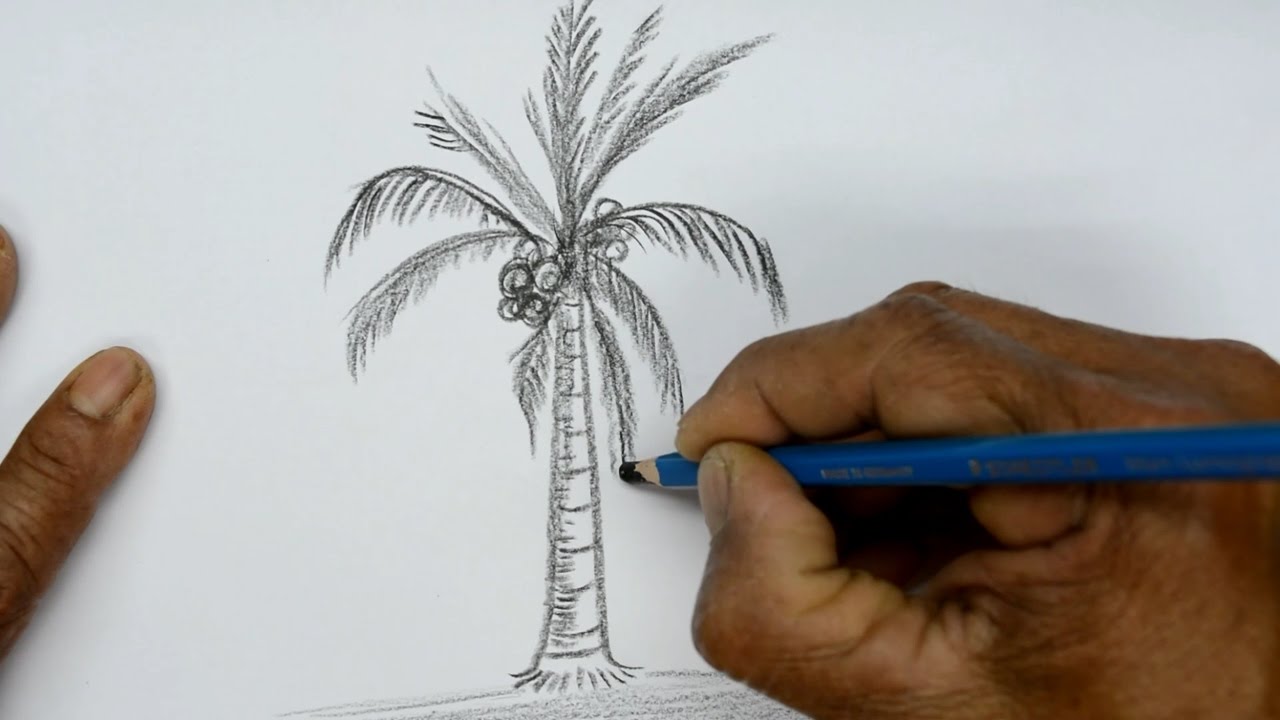1280x720 How To Draw A Coconut Tree - Coconut Tree Sketch