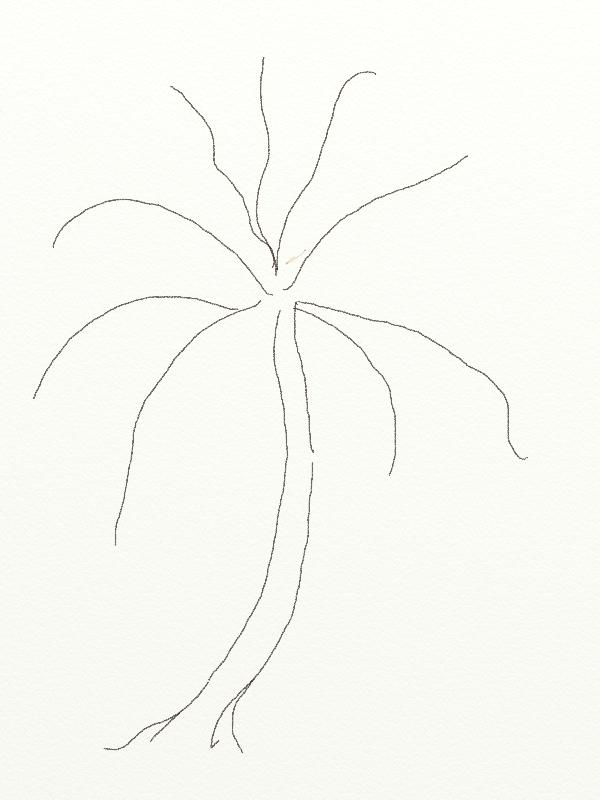 600x800 Visible Pure How To Draw A Coconut Tree - Coconut Tree Sketch