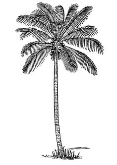 236x333 Learn How To Draw Coconut Tree With Pencil Step By Step Tutorial - Coconut Tree Sketch