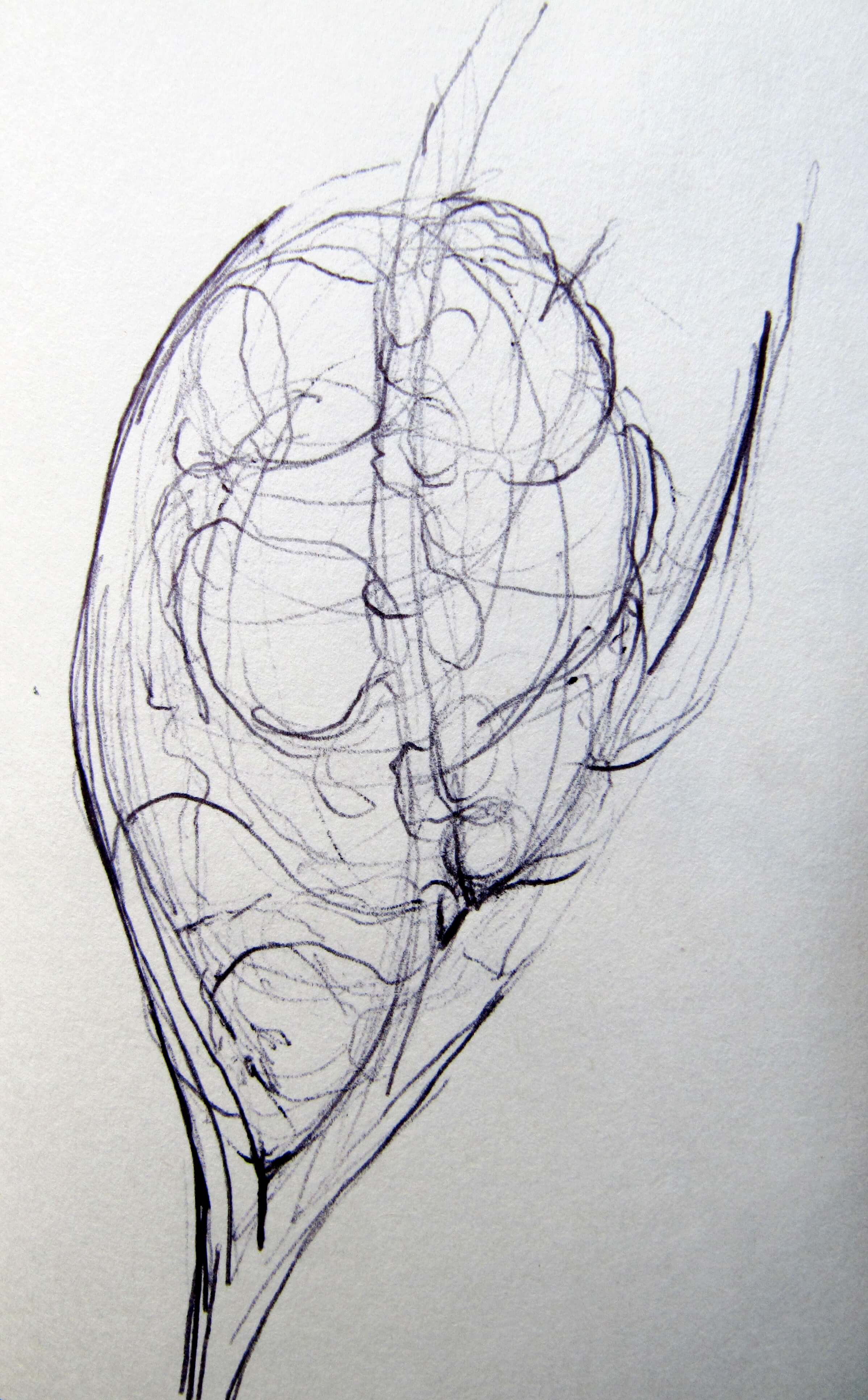 2396x3867 Moth Cocoon Drawing - Cocoon Sketch