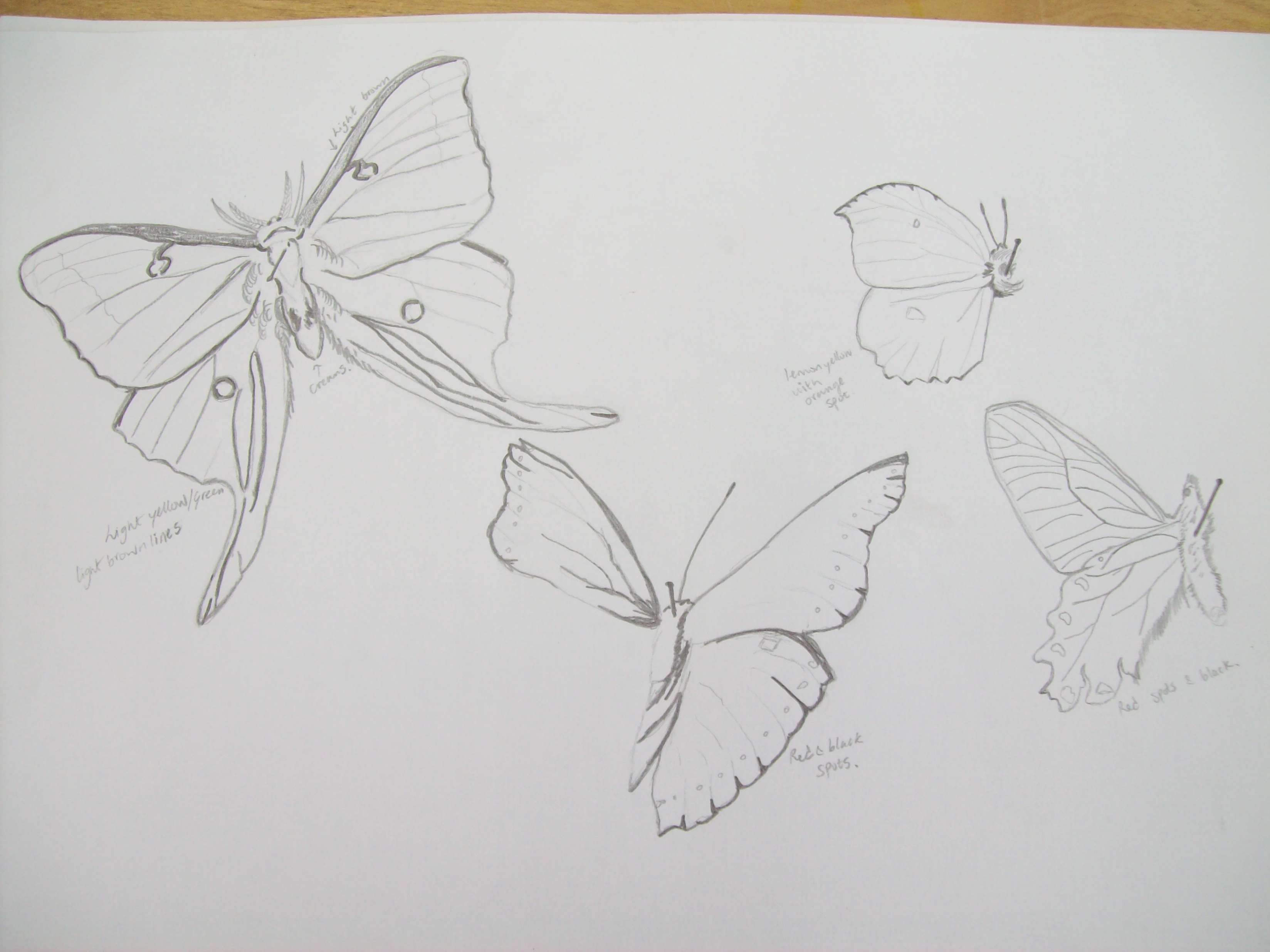 3296x2472 Pencil Drawings Bronaghmccauley - Cocoon Sketch