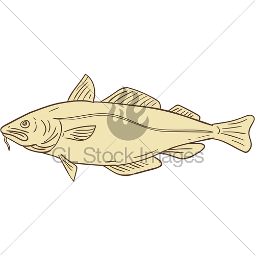 500x500 Atlantic Cod Fish Drawing Gl Stock Images - Cod Fish Sketch