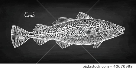 450x227 Chalk Sketch Of Cod Fish - Cod Fish Sketch