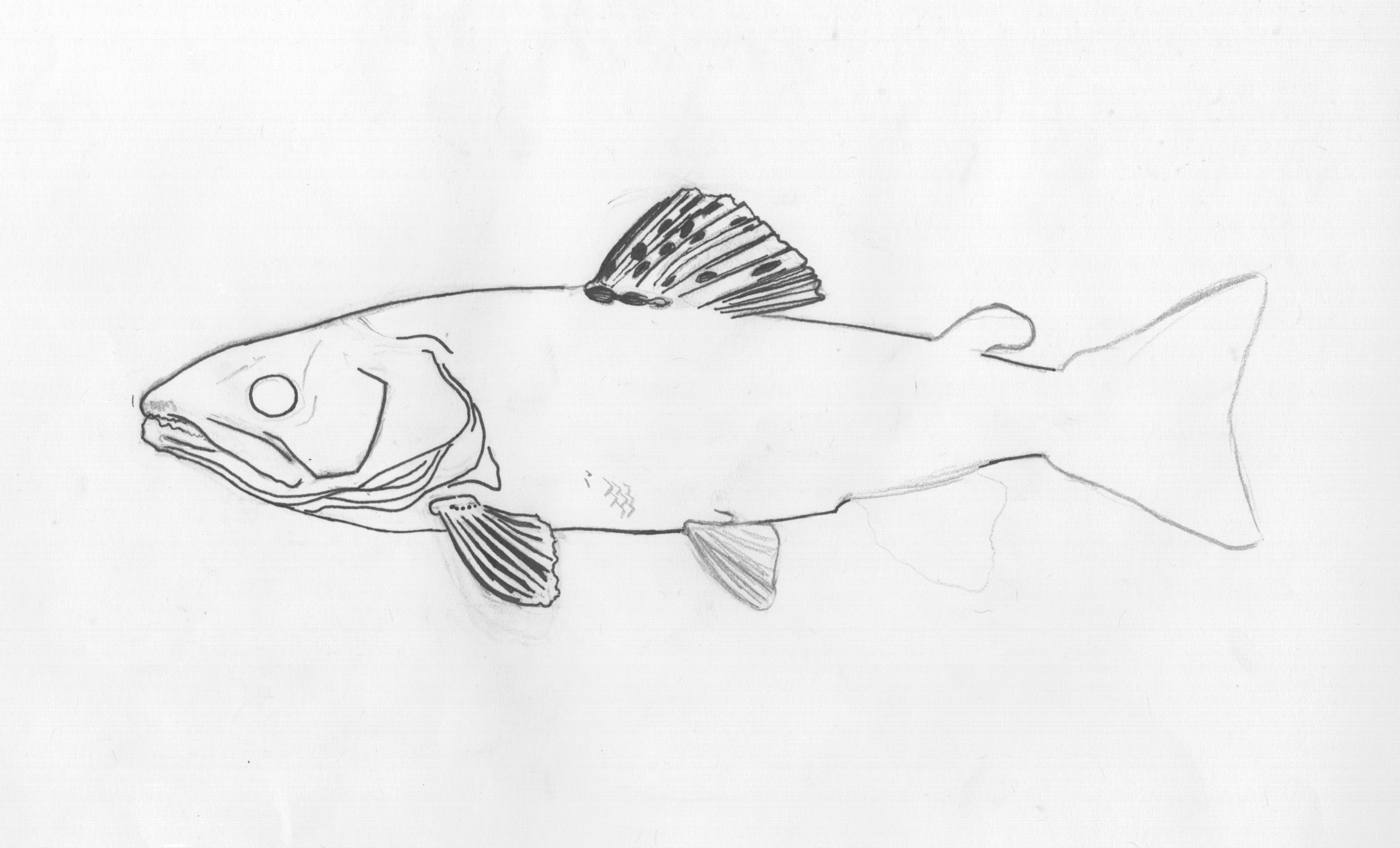 6408x3883 Cod Fish Psychedelic Weapons - Cod Fish Sketch