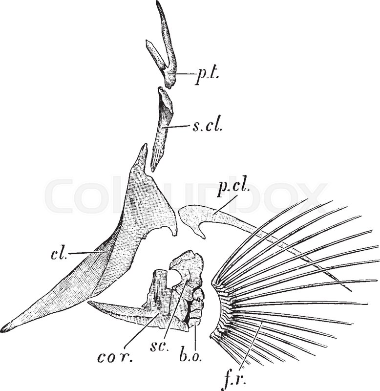 778x800 Cod Is The Common Name For The Genus Gadus Of Demersal Fishes - Cod Fish Sketch