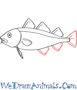 300x350 How To Draw An Atlantic Cod - Cod Fish Sketch
