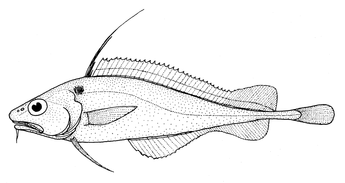 1200x639 Small Headed Cod - Cod Fish Sketch