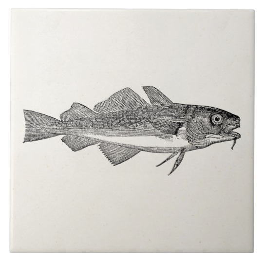 540x540 Vintage Common Cod Fish - Cod Fish Sketch