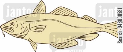 400x170 Cod Cartoons - Cod Fish Sketch