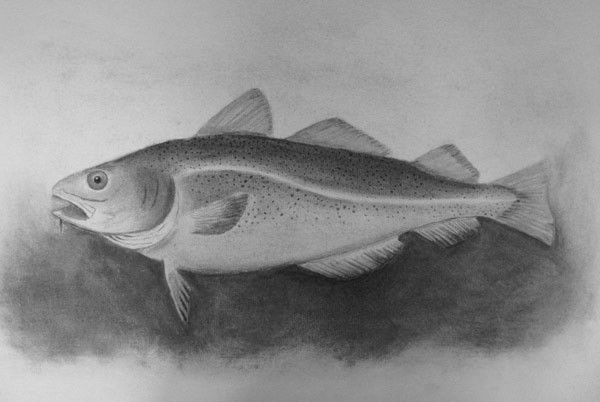 600x402 Drawing Alan Moores Painter - Cod Fish Sketch