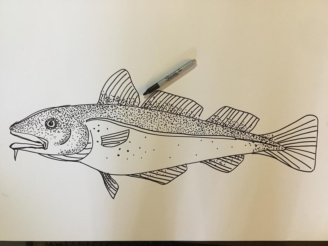 1080x810 Newfoundlandcod - Cod Fish Sketch