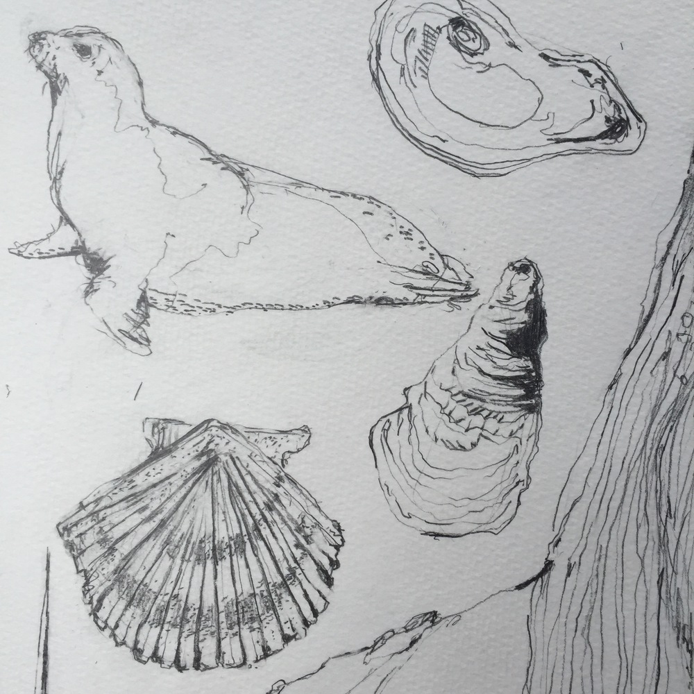 1000x1000 Cape Cod Sketches Client Work Morgan Dyer - Cod Sketch