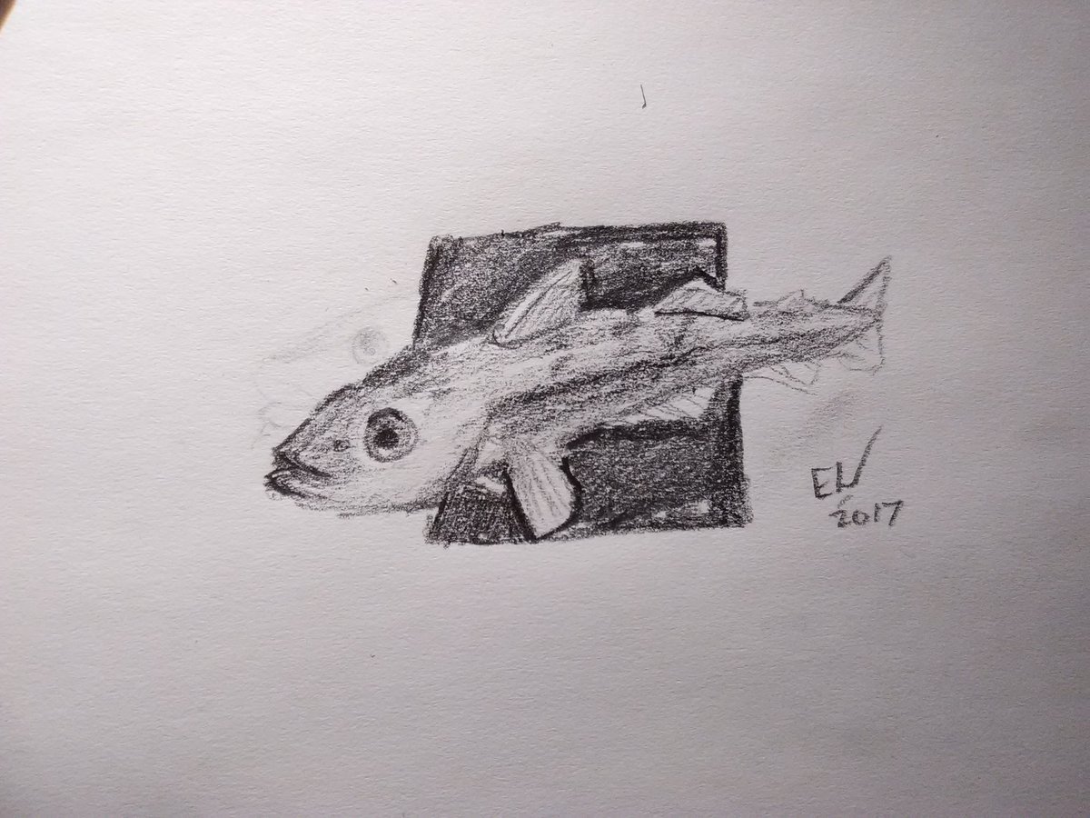 1200x900 Ethan On Twitter Arctic Cod - Cod Sketch