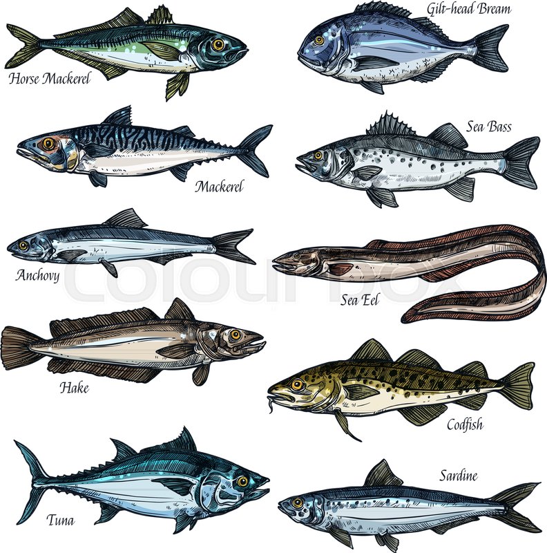 792x800 Fish, Seafood Isolated Sketch Set. Sea And Ocean Fish Vector Icon - Cod Sketch