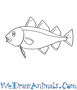 300x350 How To Draw An Atlantic Cod - Cod Sketch