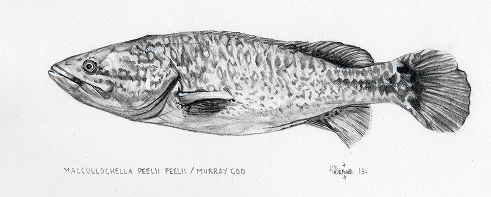 Cod Sketch at PaintingValley.com | Explore collection of Cod Sketch