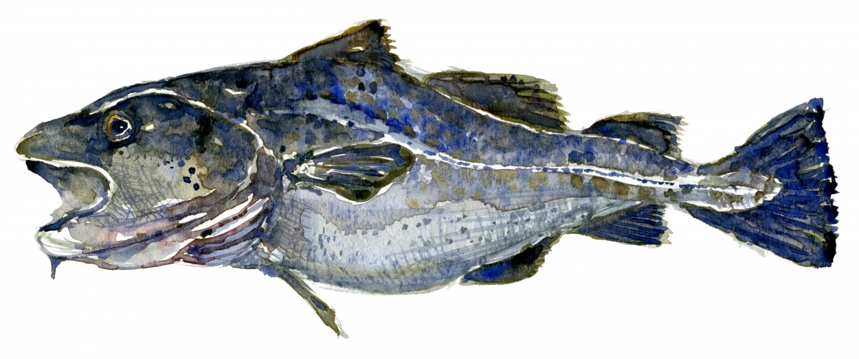 1250x523 Cod Fish Watercolor Sketch By Frits Ahlefeldt - Cod Sketch