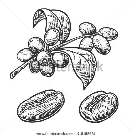 450x470 Coffee Beans Clipart Coffee Seed 21 - Coffee Bean Sketch