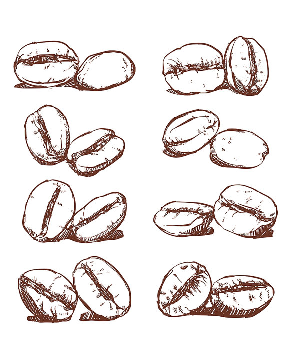 570x713 Coffee Bean Hand Drawn Vector, Sketch Of Coffee Beans. Hand Drawn - Coffee Bean Sketch
