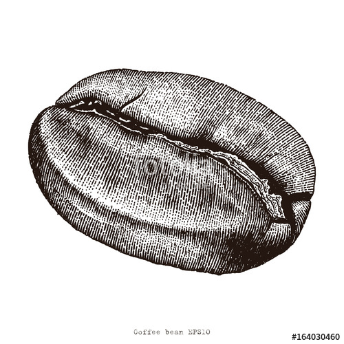 500x500 Coffee Bean Hand Drawing Engraving Illustration Stock Image And - Coffee Bean Sketch