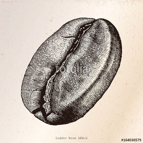 500x500 Coffee Bean Hand Drawing Engraving Illustration On Vintage - Coffee Bean Sketch