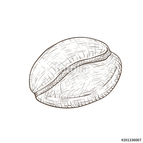 500x500 Coffee Bean. Hand Drawn Sketch Stock Image And Royalty Free - Coffee Bean Sketch