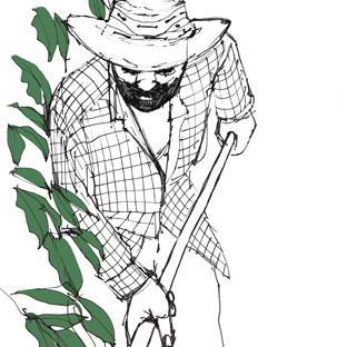 312x312 Honduras Finca El Derrumbo - Coffee Bean Sketch