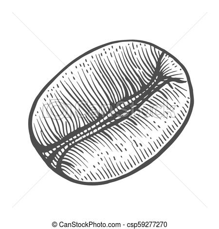450x470 Vintage Coffee Bean Engraving Vector Illustration. Isolated On White. - Coffee Bean Sketch