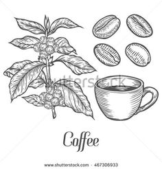 236x246 38 Best Coffee Bean Ilustrations Images In 2018 - Coffee Bean Sketch