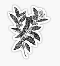 210x230 Coffee Plant Stickers Redbubble - Coffee Plant Sketch