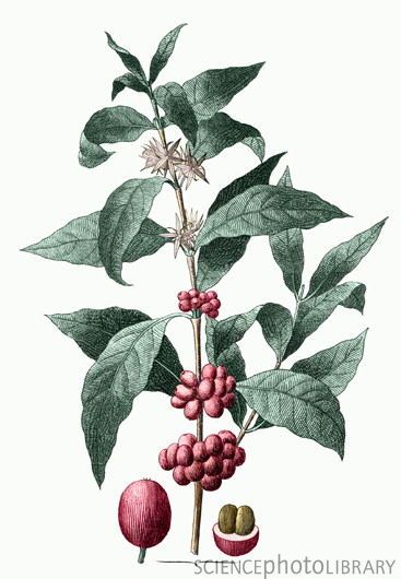 367x530 Coffee Plant Clipart Apple Seed - Coffee Plant Sketch
