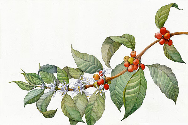 600x398 Coffee Plant On Wacom Gallery - Coffee Plant Sketch