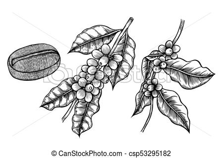 450x319 Coffee Branch Plant. Coffee Branch. Plant With Leaf, Berry, Fruit - Coffee Plant Sketch