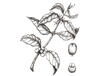 404x316 Coffee. From Plant To Cup On Behance - Coffee Plant Sketch