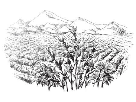 450x337 Drawn Tree Coffee - Coffee Plant Sketch