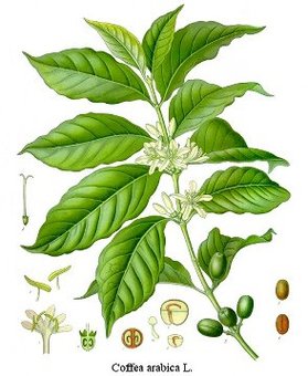 279x340 Fair Trade, Tea Plants, Coffee Plants - Coffee Plant Sketch