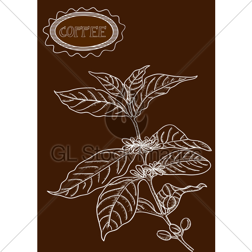 500x500 Hand Drawn Coffee Plant Illustration Gl Stock Images - Coffee Plant Sketch
