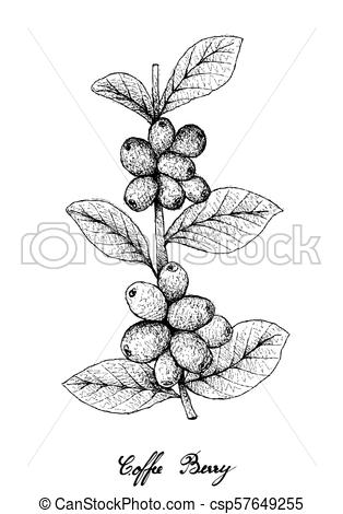 314x470 Hand Drawn Of Ripe Coffee Berries On Branch. Tropical Fruits - Coffee Plant Sketch