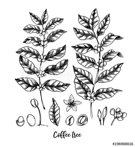 457x500 Hand Drawn Vector Illustrations. Coffee Tree And Coffee Beans - Coffee Plant Sketch